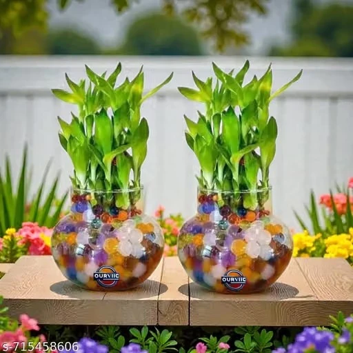 ArthaRupa Glass Vase for Bamboo Plant, Money Plant, Flower Vase or Other Decoration Purpose (Pack of 2) Plants not included