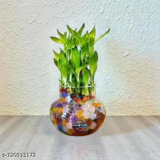 OURVIC Glass Vase for Bamboo Plant, Money Plant, Flower Vase or Other Decoration Purpose (Pack of 2) Plants ate not included