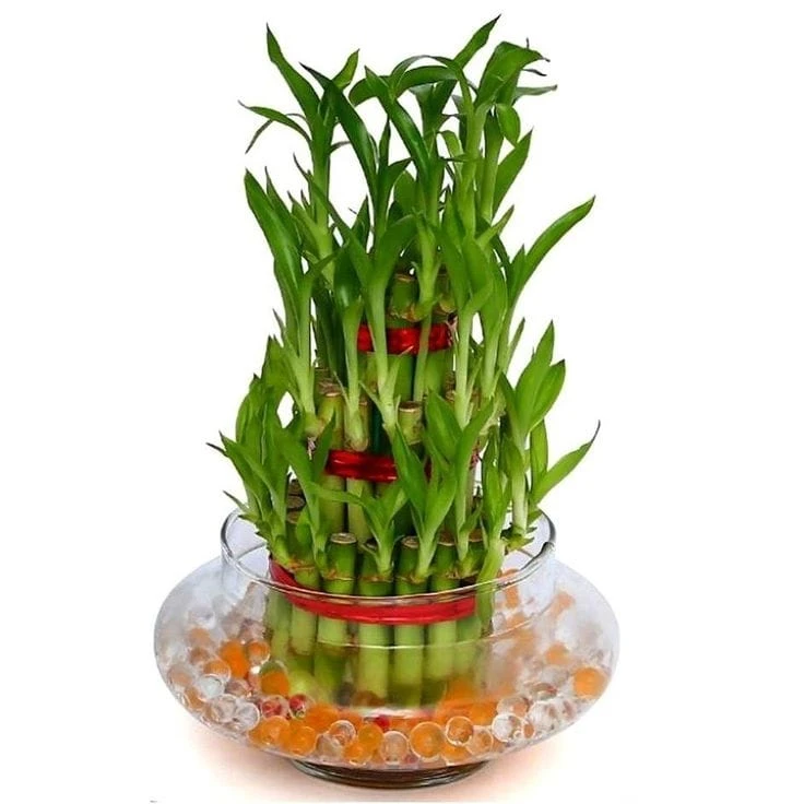 Lucky Bamboo Plant with Glass Bowl & Decorative Water Gel Beads