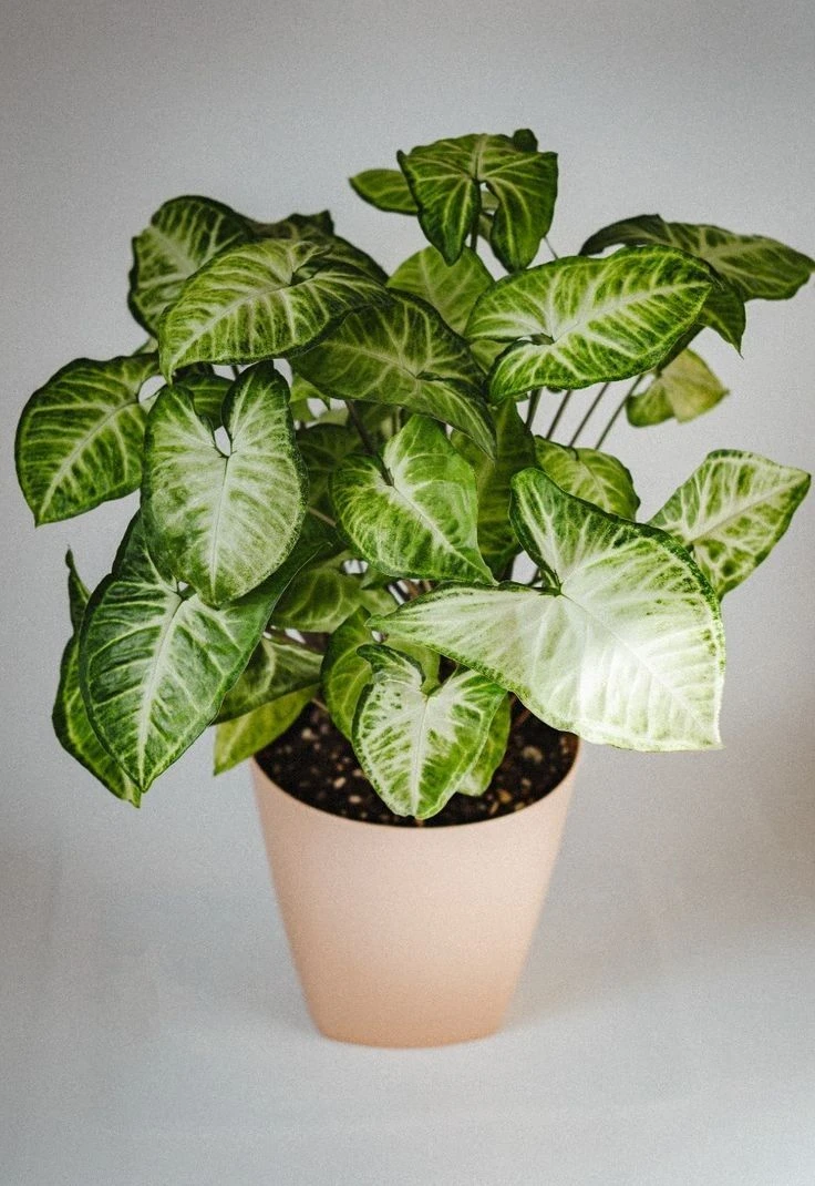 Syngonium Green Indoor Plant