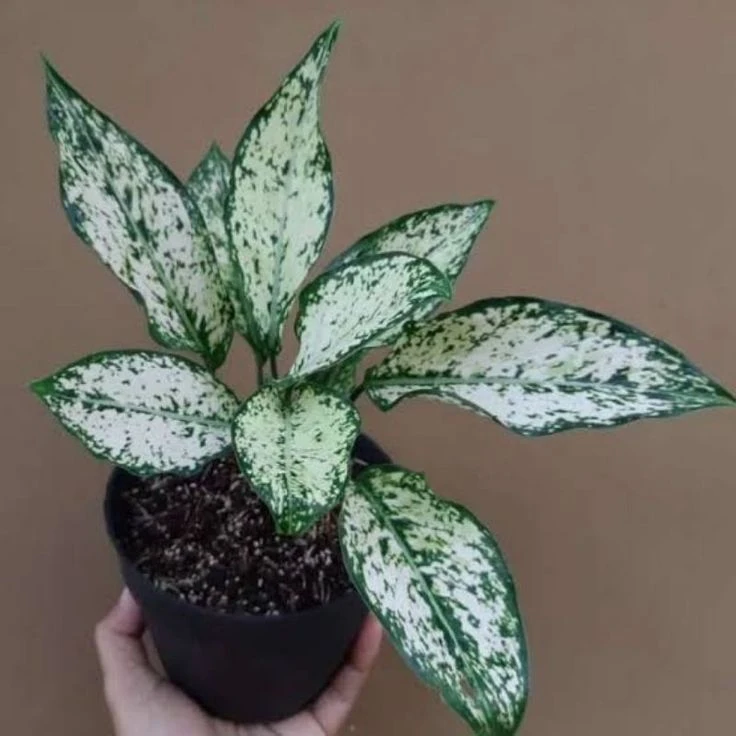 Aglaonema Snow White Plant