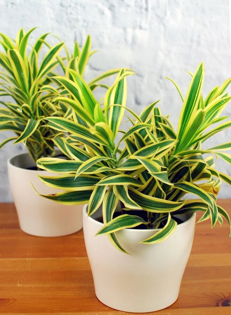 Dracaena Lemon Lime Plant