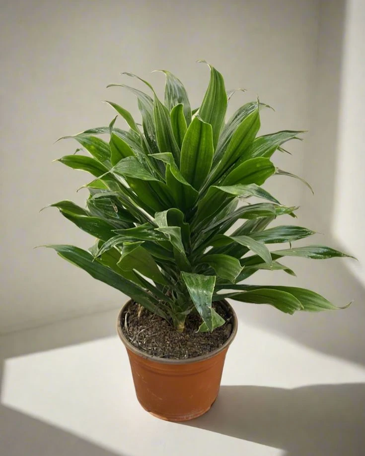 Dracaena Green Plant