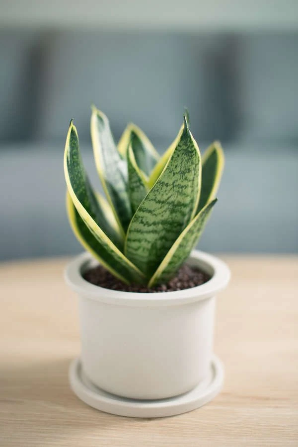 Snake Plant Golden Edge