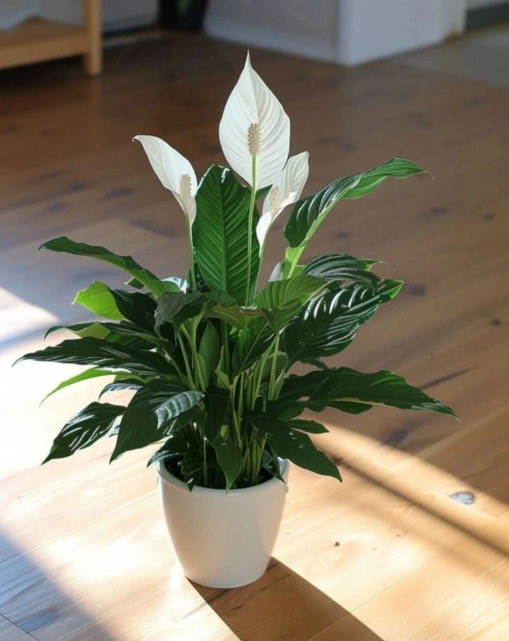 Peace Lily Plant with pot